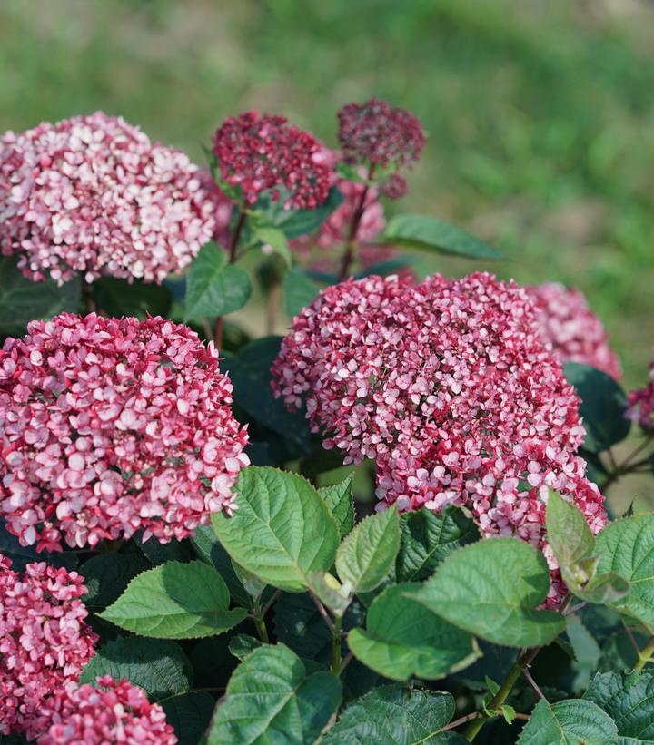 Hydrangea arborescens Invincibelle Garnetta®