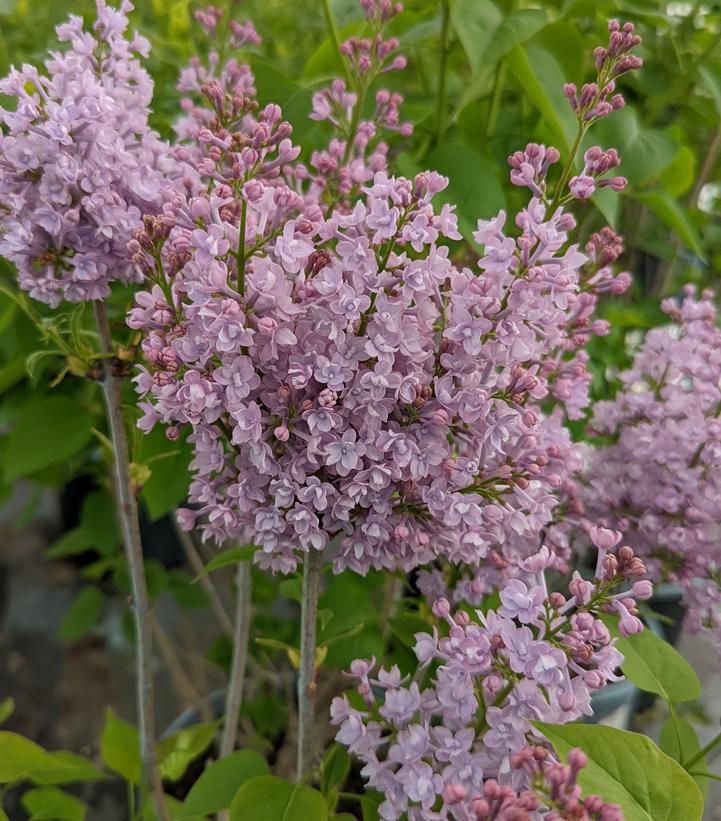 Syringa vulgaris 'Paul Thirion'