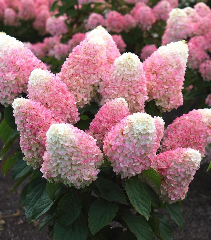 Hydrangea pan. Love-A-Lot™ Pink