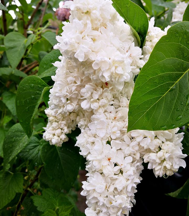 Syringa vulgaris 'Fiala Remembrance'