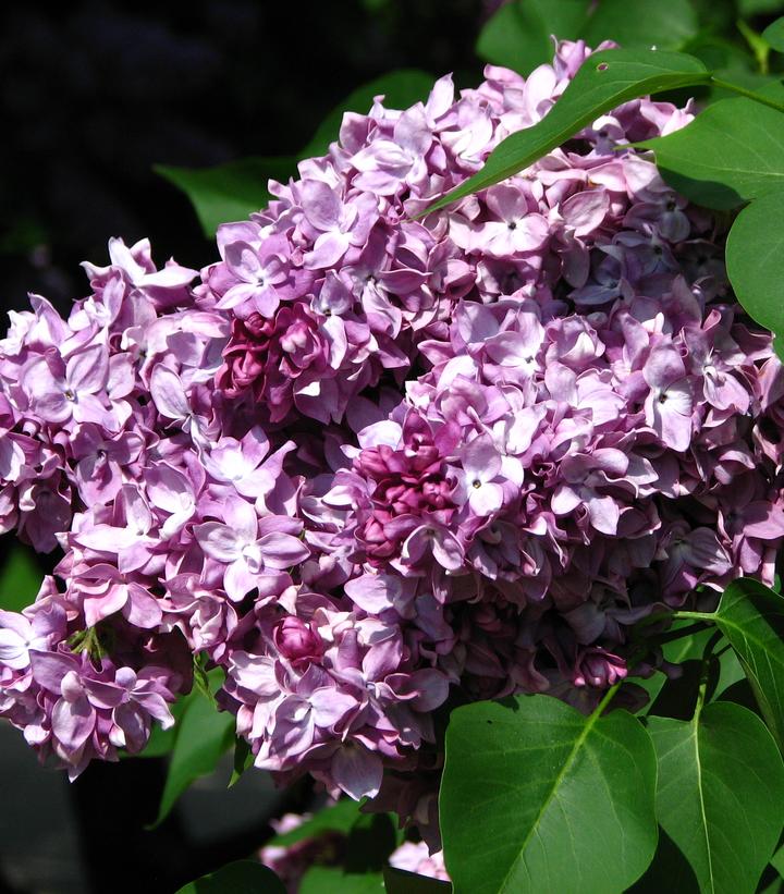 Syringa vulgaris 'President Poincare'