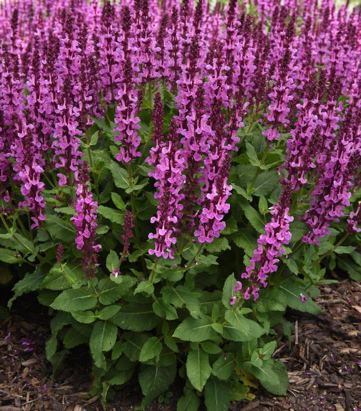 Salvia nemorosa Marvel Series 'Rose Marvel'