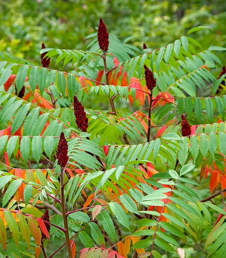 Rhus typhina 