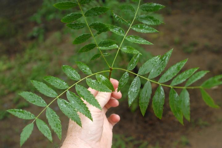 Xanthoceras sorbifolium 