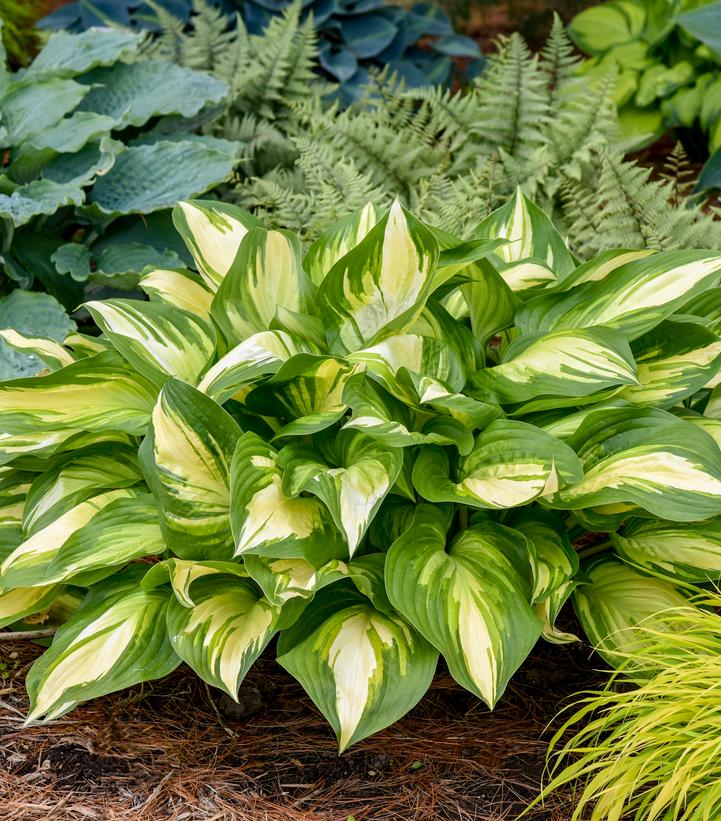 Hosta hybrid Shadowland® 'Miss America'