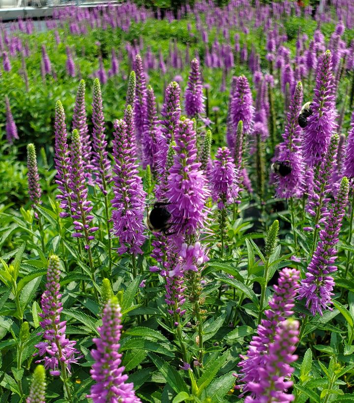 Veronica 'Purple Leia'