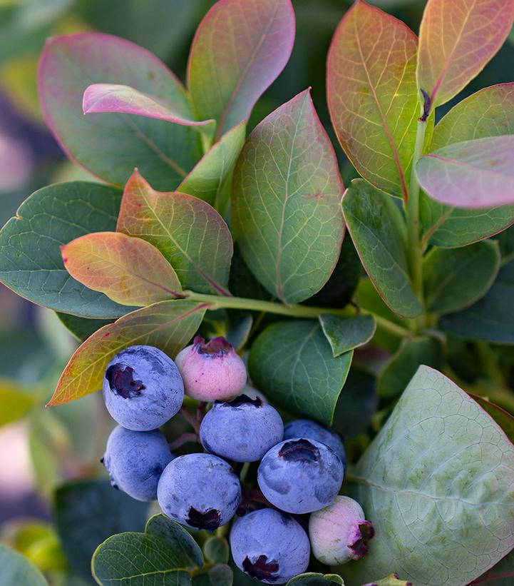 Vaccinium corymbosum Silver Dollar®