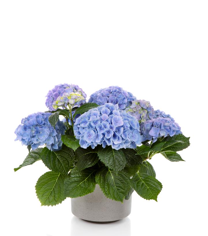 Hydrangea mac. HI™ River