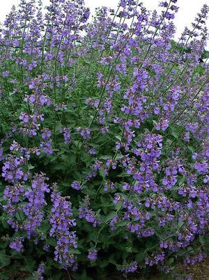 Nepeta Six Hills Giant