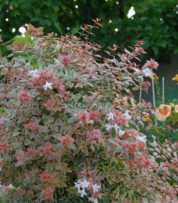 Abelia x grandiflora Tres Amigos®