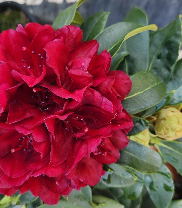 Rhododendron 'Firestorm'