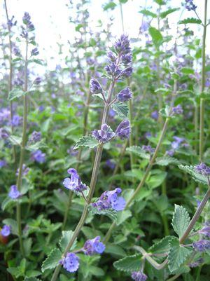 Nepeta racemosa 'Walkers Low'