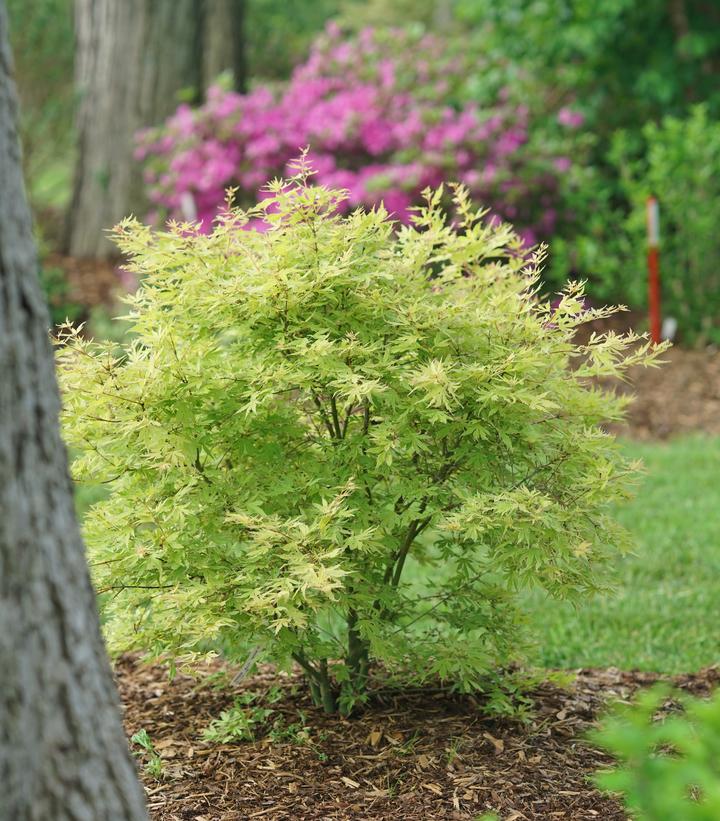 Acer palmatum Metamorphosa®