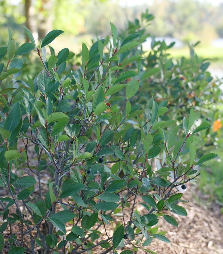 Aronia melanocarpa Low Scape Snowfire®