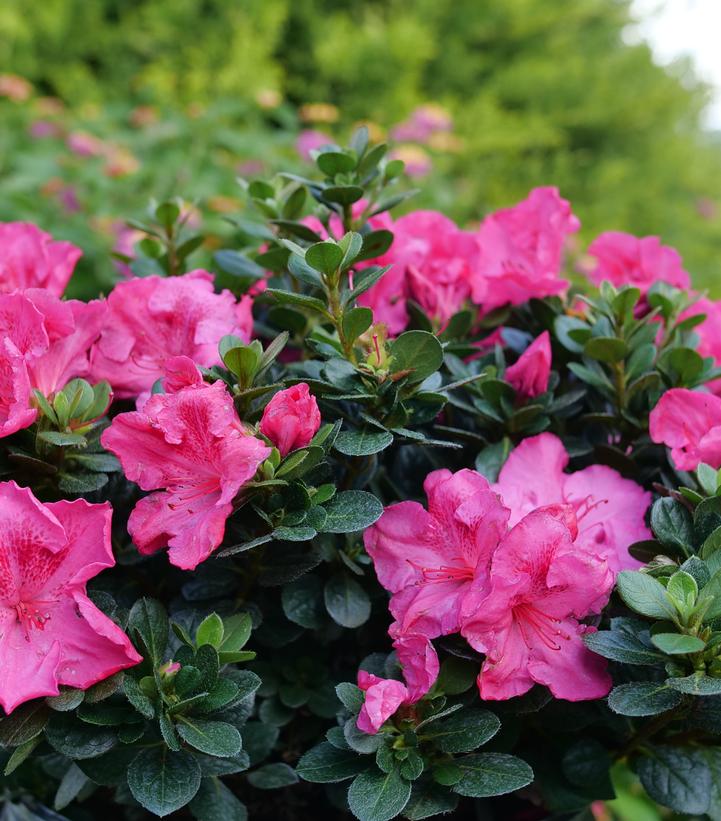 Rhododendron Perfecto Mundo Epic Pink®