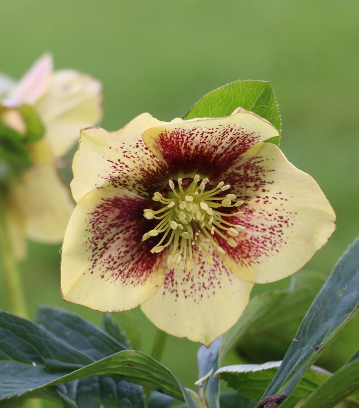 Helleborus × hybridus 'Yellow Lady'