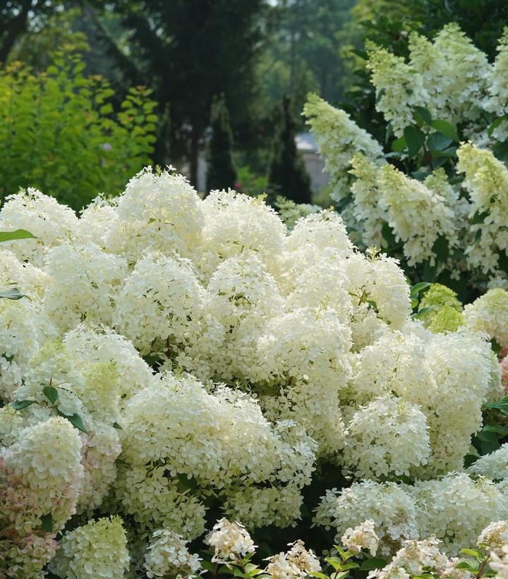 Hydrangea paniculata Puffer Fish®