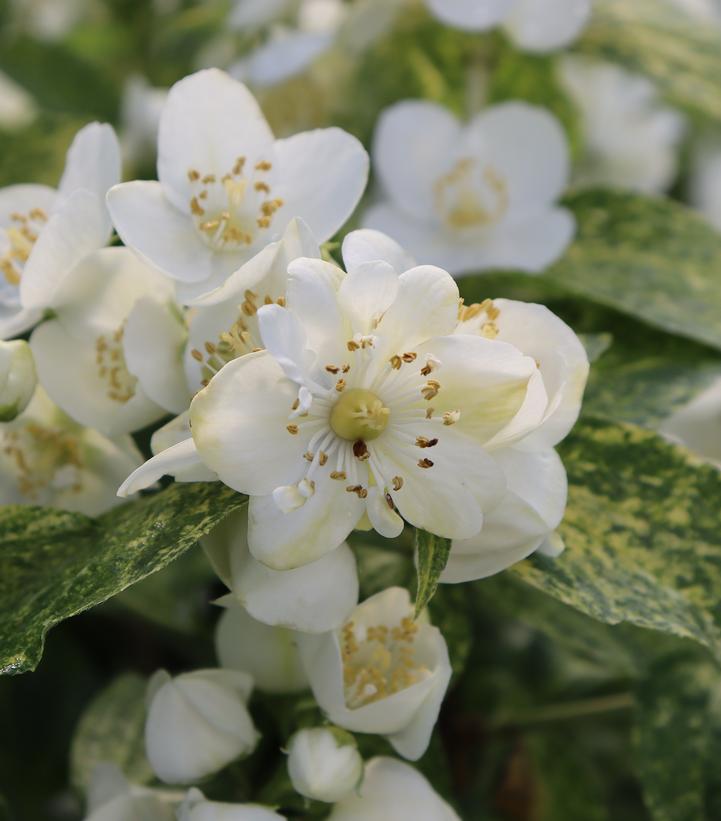 Philadelphus coronarius Illuminati Sparks™