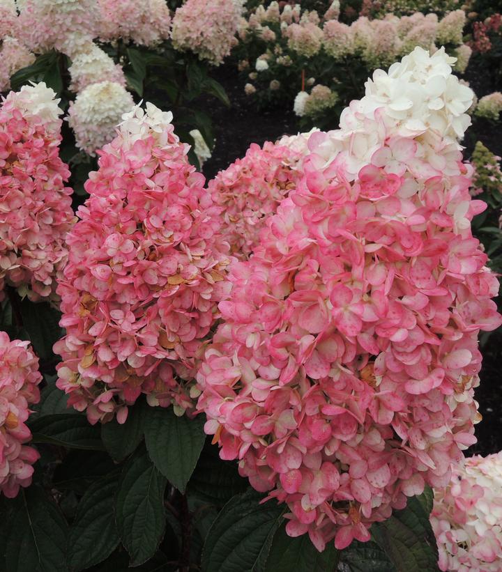 Hydrangea paniculata Magical® Ruby Snow