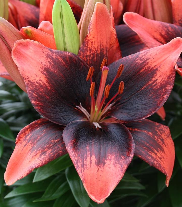 Lilium 'Tiny Shadow'