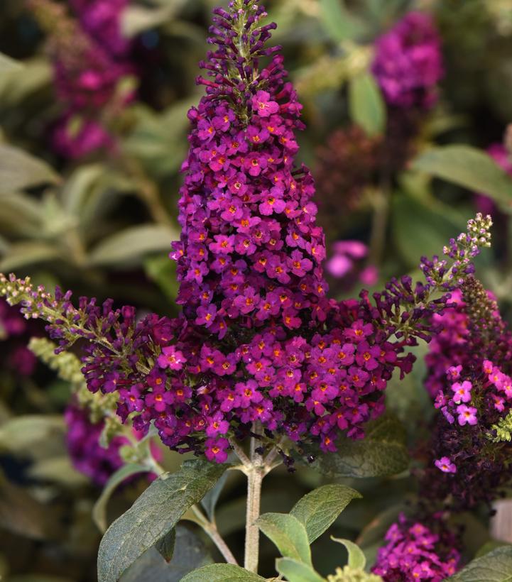 Buddleia Chrysalis™ Cranberry