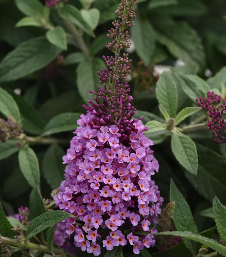 Buddleia Chrysalis™ Pink