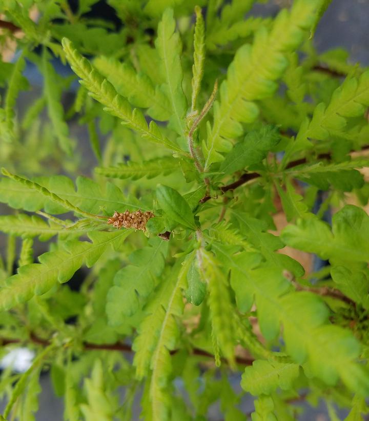 Comptonia peregrina NativeStar® 'Blue Sea'