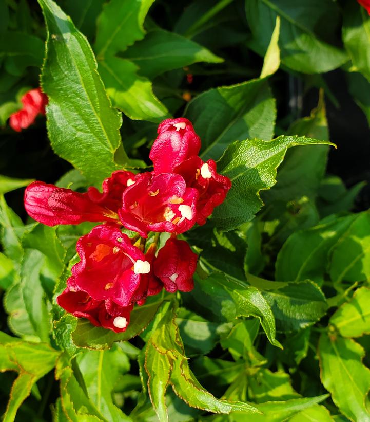 Weigela florida Magical® Robin