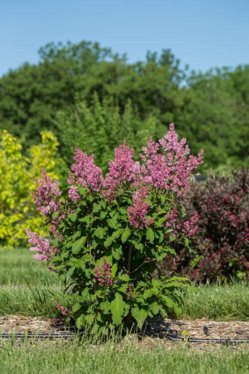 Syringa prestoniae Pinktini™