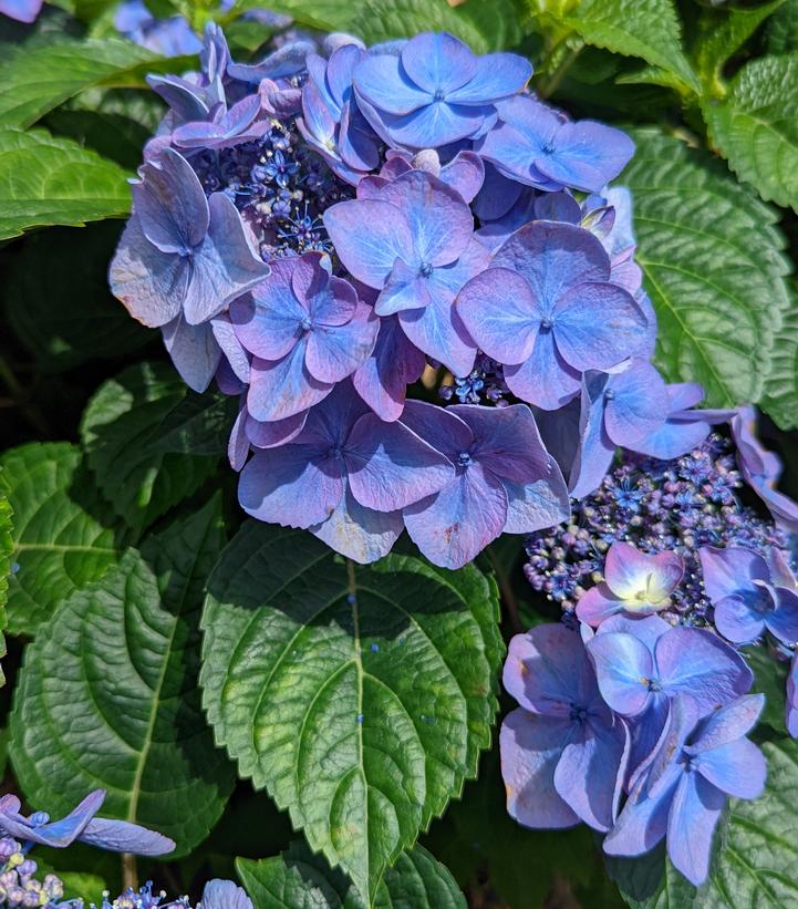 Hydrangea mac. Endless Summer® Pop Star®