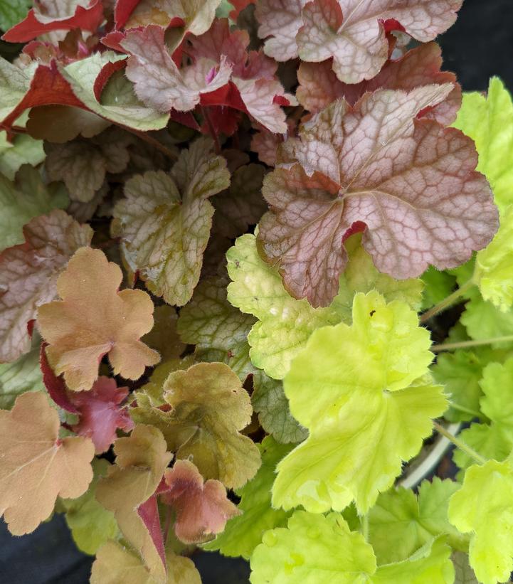 Heuchera Patio Pals Cara Lime