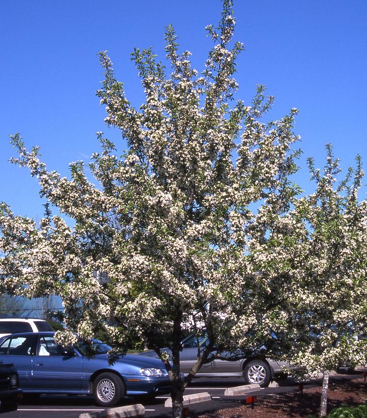 Malus x 'Red Jewel'