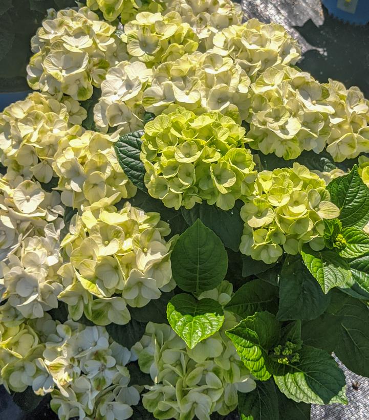 Hydrangea macrophylla Grin and Tonic™