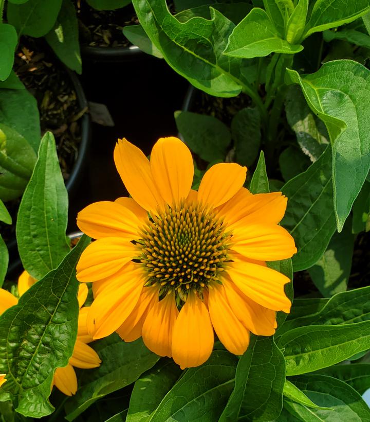 Echinacea Artisan™ Yellow Ombre