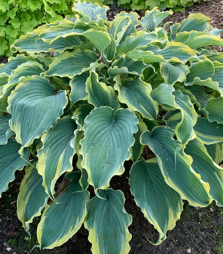 Hosta Shadowland® 'Voices in the Wind'