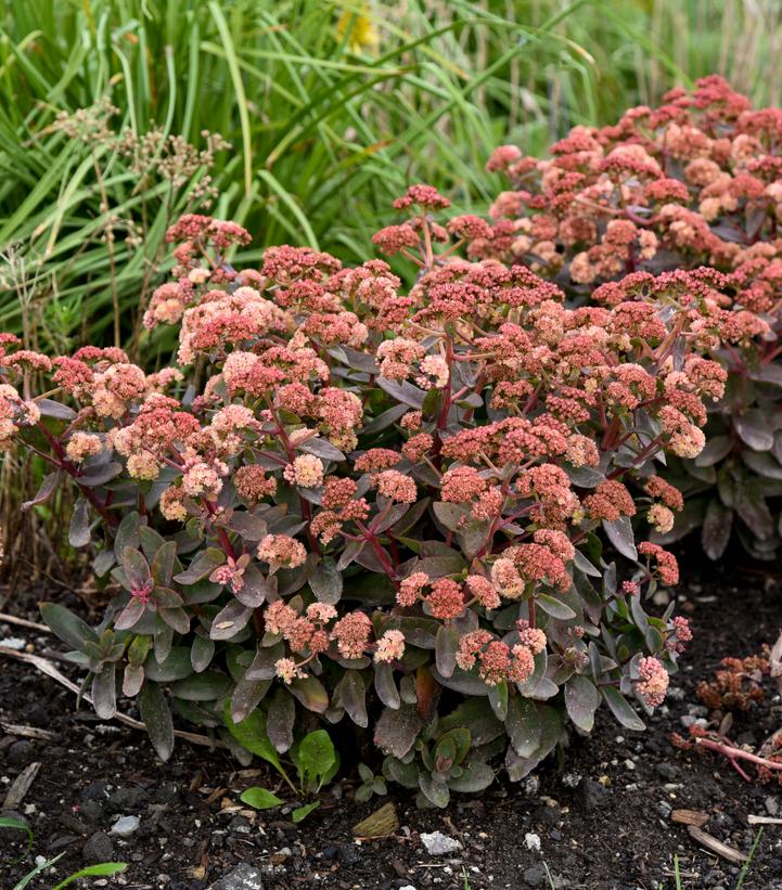 Sedum Rock 'N Grow® 'Tiramisu'