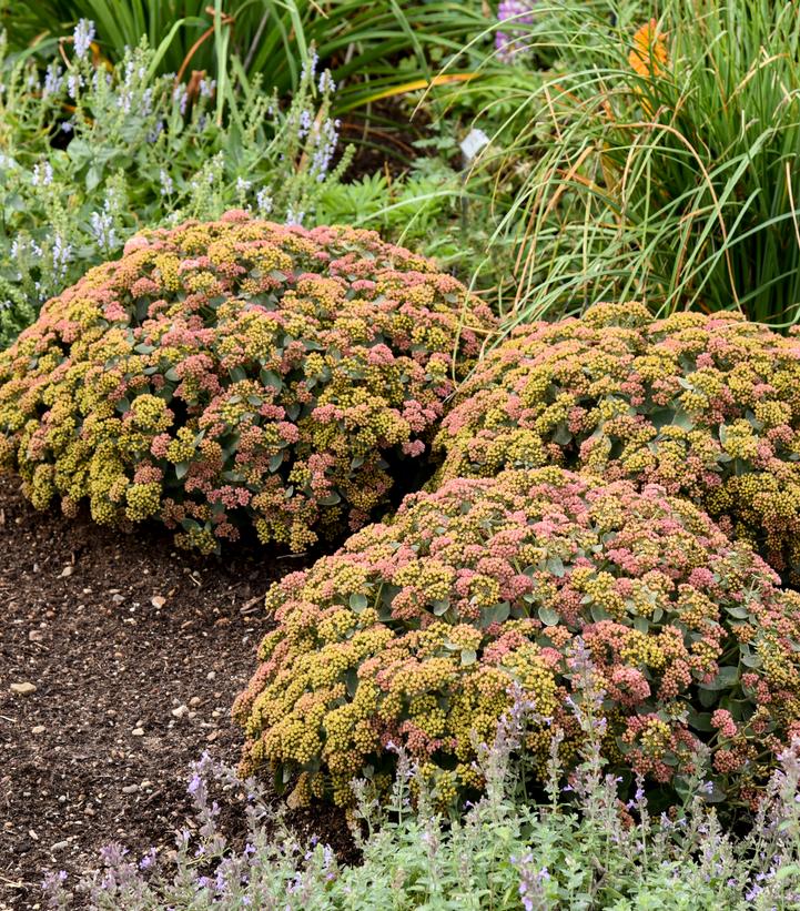 Sedum Rock 'N Grow® 'Coraljade'