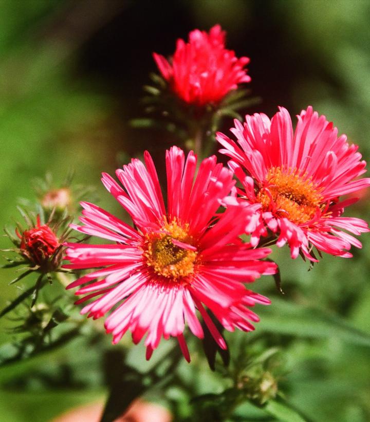 Aster novae-angliae Colonial™ 'Boston'