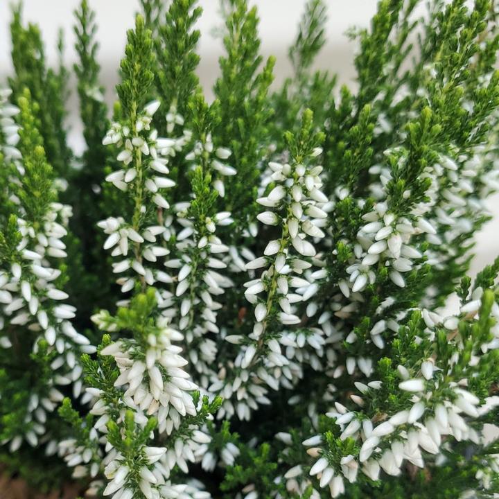 Calluna vulgaris 'Venus'