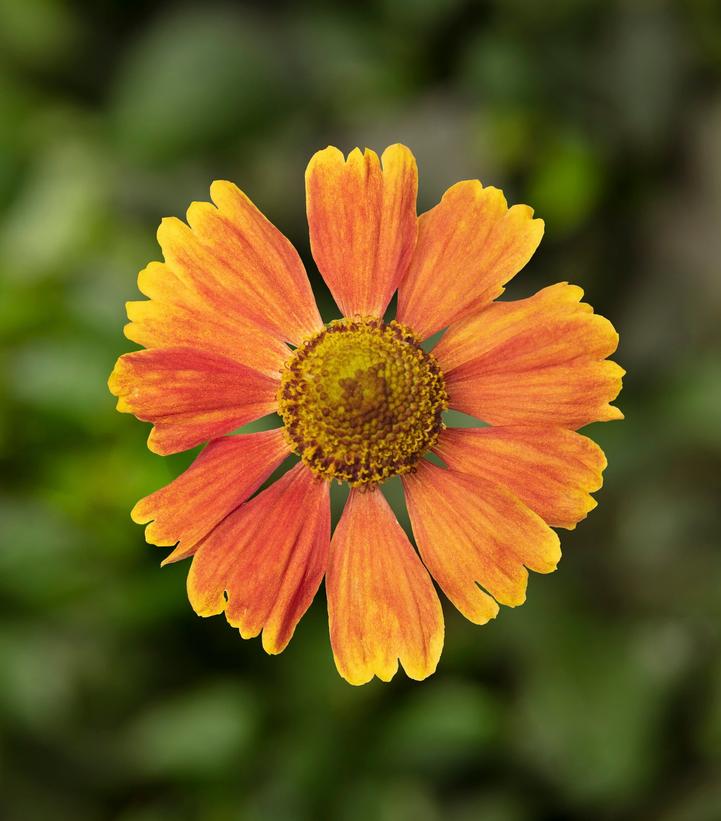 Helenium HAYDAY™ Red