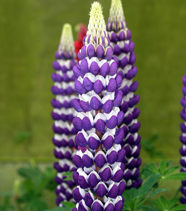 Lupinus polyphyllus Westcountry™ 'Blacksmith'