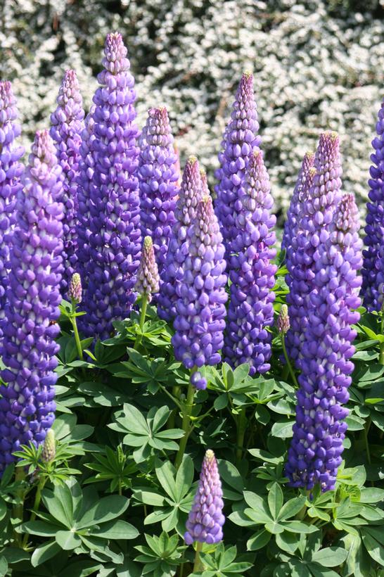 Lupinus polyphyllus Westcountry™ 'Persian Slipper'