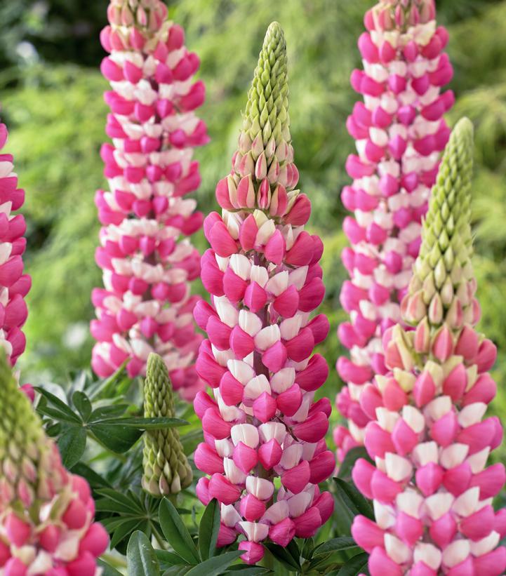 Lupinus polyphyllus Westcountry™ 'Rachel de Thame'