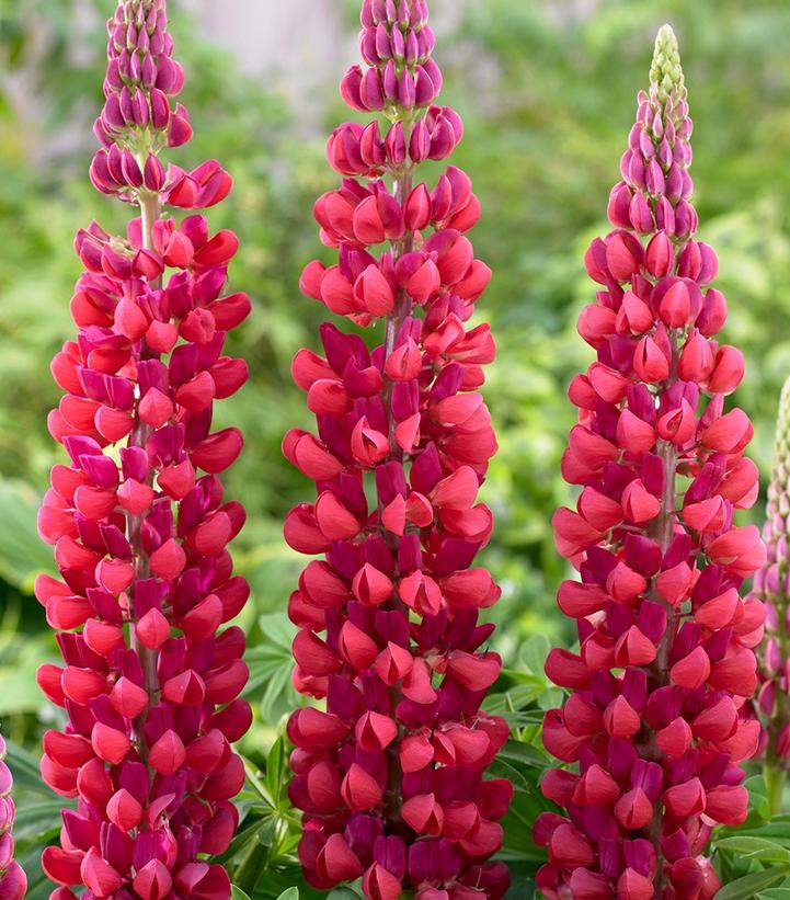 Lupinus polyphyllus Westcountry™ 'Red Rum'