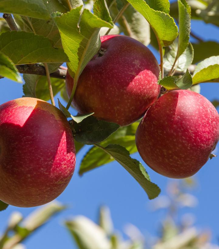 Malus 'Red Rome'