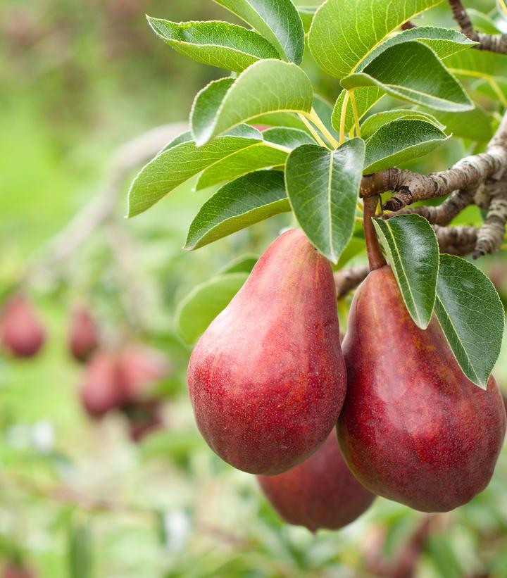 Pyrus communis 'Red D' Anjou'