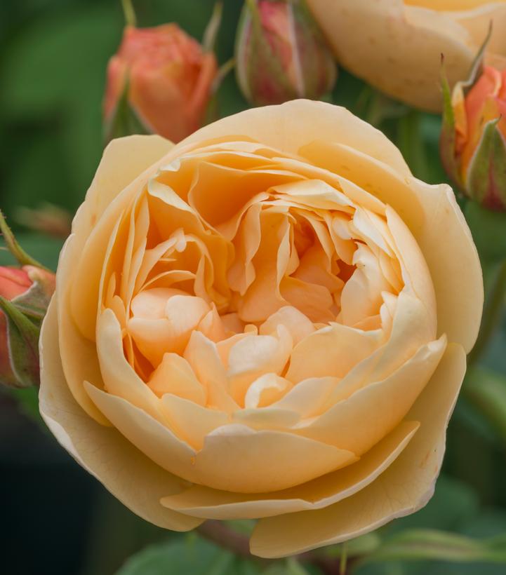 Rosa Roald Dahl