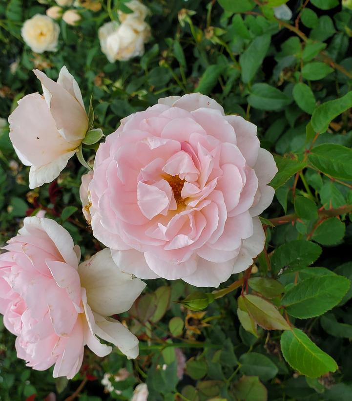 Rosa Silas Marner®