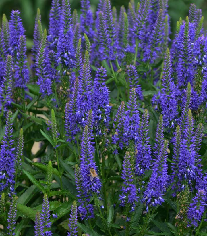 Veronica 'Royal Rembrant'