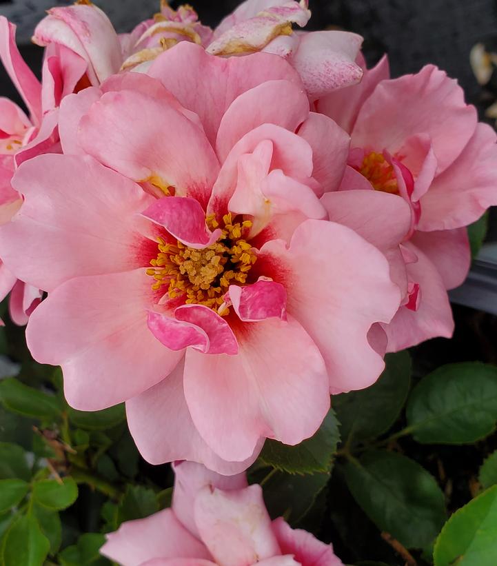 Rosa x Ringo® Double Pink